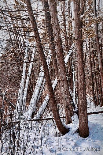 Criss-crossed Trees_14123.jpg - Photographed at Ottawa, Ontario - the capital of Canada.